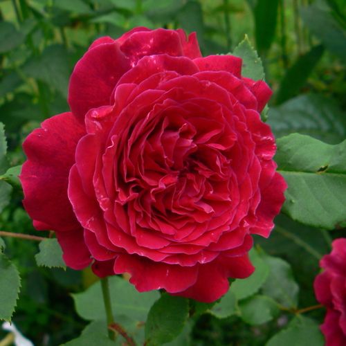 Shop - Rosa Empereur du Maroc - violett - hybrid perpetual rosen - stark duftend - Bertrand Guinoisseau-Flon - Sie behält ihre grelle Blütenfarbe am besten im Halbschatten. Weil ihre Triebe zeimlich schwach sind, züchtet man sie am besten gestützt.